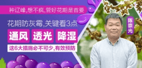 花期防灰霉，关键看3点